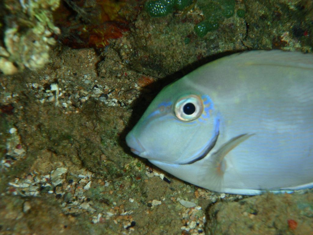 Pousada Kaluana Barra Grande  Bagian luar foto